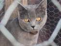 M&acirc;ț british shorthair gri cu alb,are carnet,vaccinat este