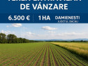 Teren extravilan agricol 1 ha de vânzare- Damienești, B...