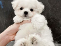 Bichon maltez mini toy
