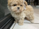 Maltipoo Pudel Mini Toy