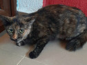 Adoptie pisica tortoishell castrata Hera