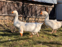 Pereche de gâște
