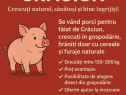 V&acirc;nd porci crescuți cu cereale și lucernă