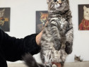 Maine coon pui vaccinați