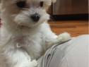 Bichon maltez mini tot