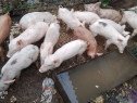 Purcei de rasă, carne, și porci, la preț convenabil.