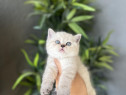 British shorthair pui superbi