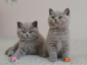 British shorthair pui