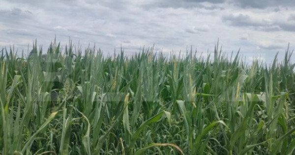 Teren extravilan, 5800 mp, zona redi, horodnicu de sus