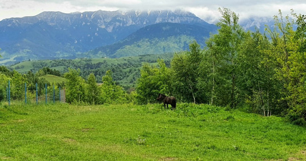 Teren 2500mp pentru casa de vacanta, pestera, brasov