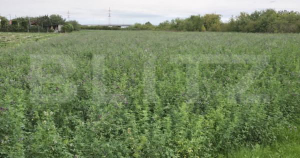 Teren extravilan, 10700 mp, zona periferie nord