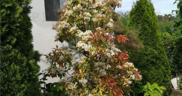 Casa individuala cu 4 camere in corbu constanta liniste natu