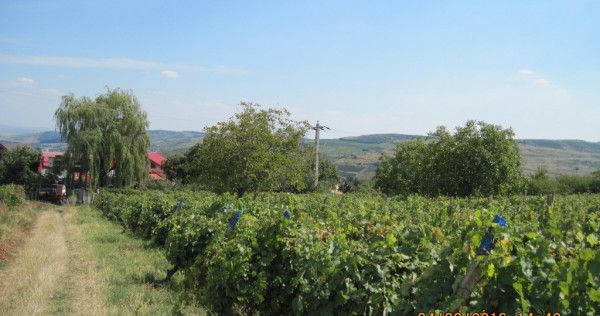 Teren intravilan 4500mp