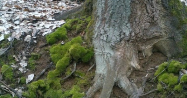 Teren cu pădure langa tirgu jiu 28500mp