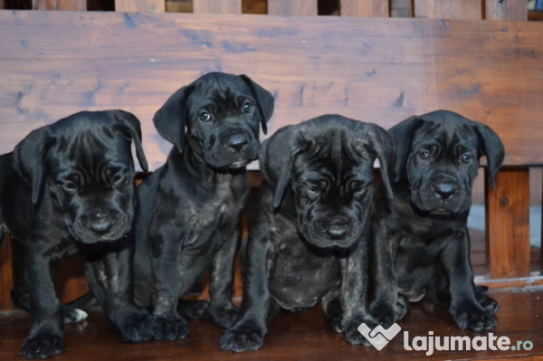 Cane Corso 200 Eur Lajumate Ro