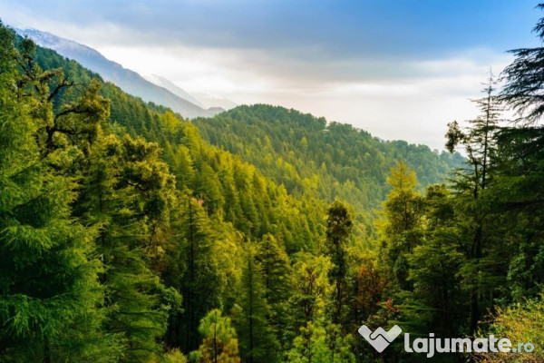 530 ha pentru reîmpădurire – investiția verde a dece...