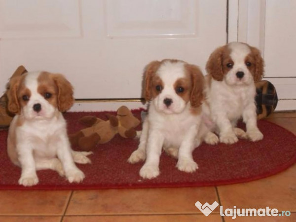 Cavalier King Charles Spaniel 340 Eur Lajumate Ro