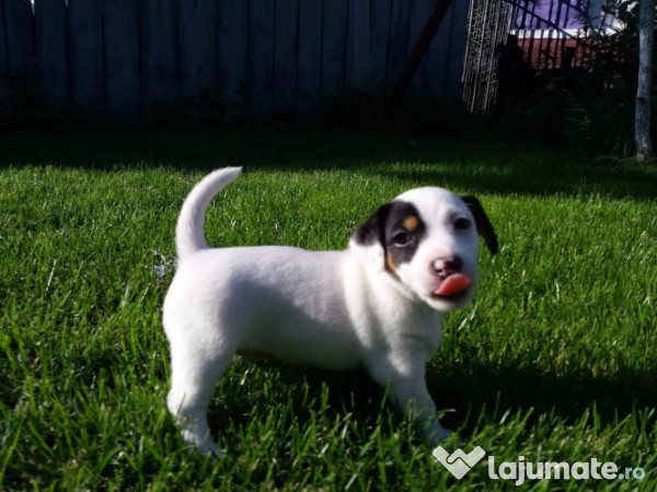 Jack Russel Terrier Par Scurt Talie Mica 200 Eur Lajumate Ro