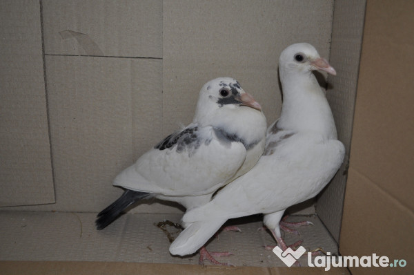 Porumbei Voiajori Sport Tineret Albi Si Colorati 20 Lei Lajumate Ro