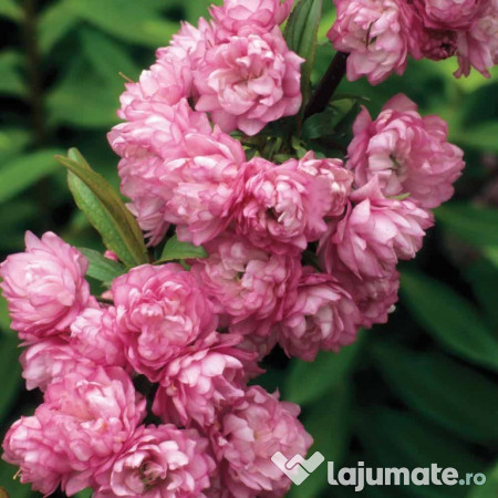 Prunus Glandulosa Rosea Plena Migdal Japonez Roz 16 Lei