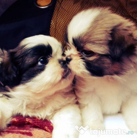 Pui Shih Tzu 1 200 Lei Lajumate Ro