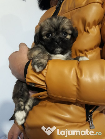 Shih Tzu Toy 400 Lei Lajumate Ro