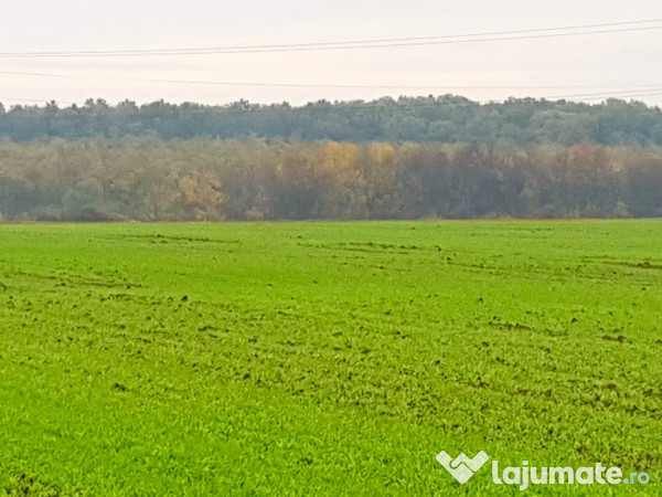 Teren intravilan Balotesti,langa ansamblul Terra si padure 500mp