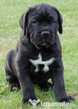 Caini Cane Corso Bucuresti Brasov Iasi Constanta Timisoara 270