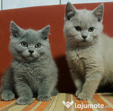 Pisica British Shorthair De Vanzare Oradea - Blog Pisica