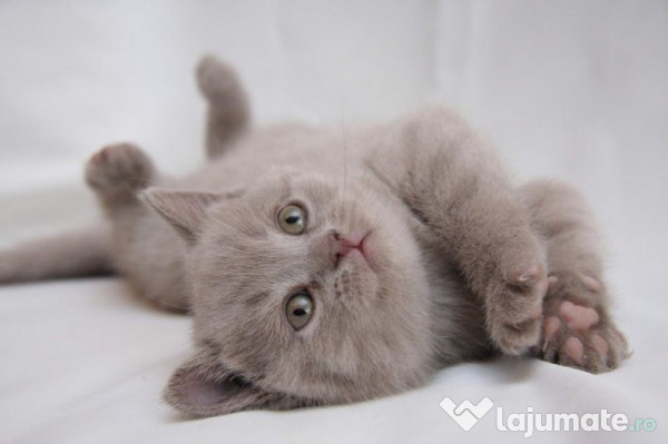 Pisici British Shorthair Blue De Vanzare - Blog Pisica