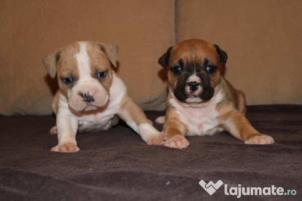 Pui New English Bulldog Catei De Rasa Pedigree Campioni 650 Eur