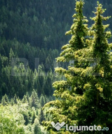 Padure molid si fag, 380 ha, zona gorj