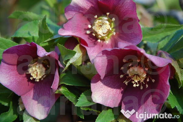 20 Seminte Helleborus Orientalis Spanz 20 Lei Lajumate Ro