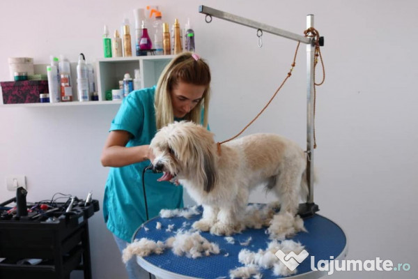 Cursuri Frizerie Canina Drobeta Turnu Severin 2 250 Lei Lajumate Ro