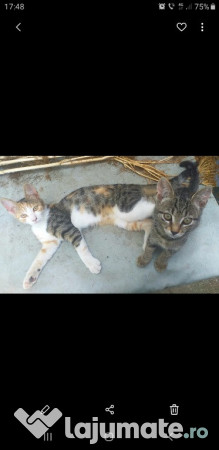 2 pisicute spre adopție, gratuit - Lajumate.ro