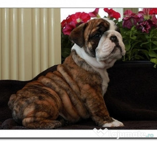 Bulldog Englez Bucuresti Oradea Brasov Constanta Is Galati 475