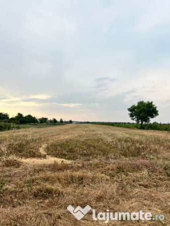 Teren extravilan 3.315 mp – perieni (probota, iași)