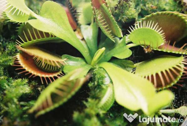 Flori Carnivore Seminte Dioneea Nephentes Flytrap 15 Lei