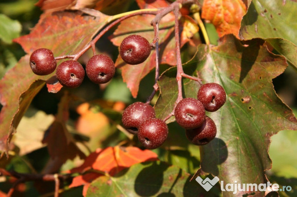 Scorus De Munte Scorus Pasaresc Sorbus Aucuparia Horticultorul Ro