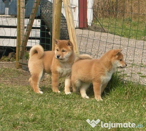 Shiba Inu 650 Eur Lajumate Ro