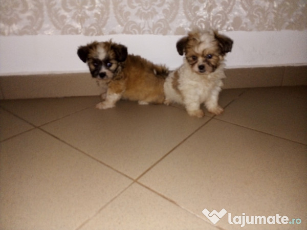 Shih Tzu 200 Eur Lajumate Ro