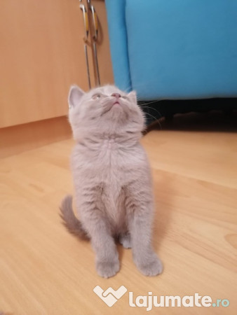 Pisic british shorthair - lila blue, 1.200 lei - Lajumate.ro