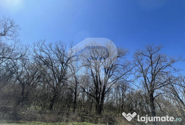 Gruiu_lipia_teren intravilan langa padure