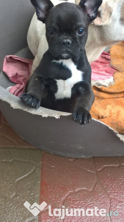 Buldog Bulldog Francez Femela Neagra Talie Mica 1600 Ron