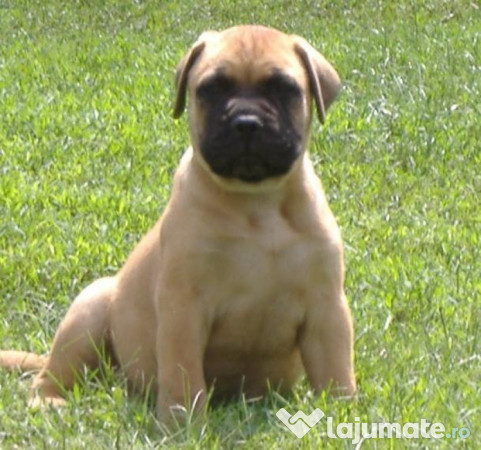 Bulldog Francez Talie Mica Medie Masculi Si Femele Adsroa Zoo
