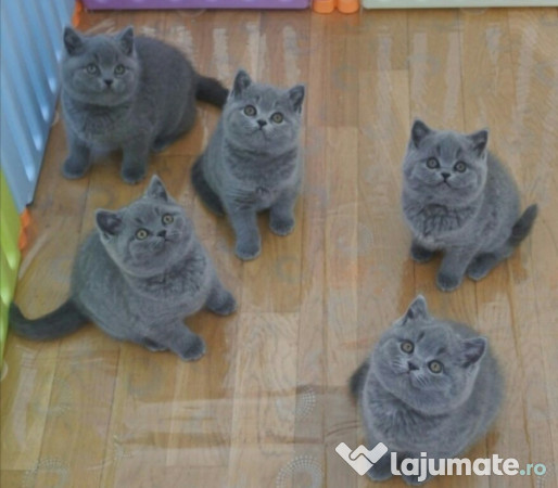 Pisici British Shorthair Blue și Scottish Fold Calitate Puri